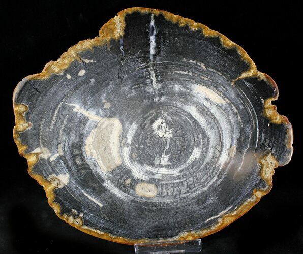 Petrified Wood (Tropical Hardwood) Slab - Indonesia #23346